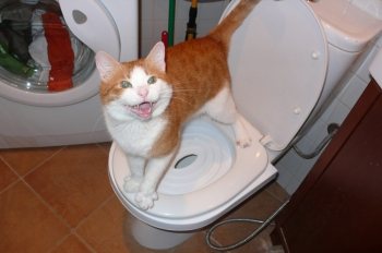 Приручаем котенка к унитазу: специальная подставка, инструкция