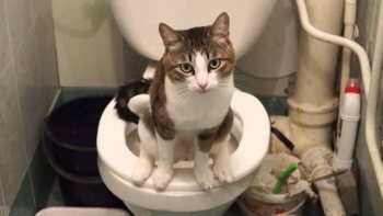 Приручаем котенка к унитазу: специальная подставка, инструкция