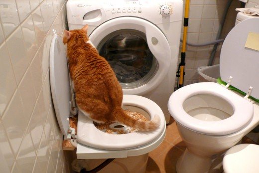 Приручаем котенка к унитазу: специальная подставка, инструкция