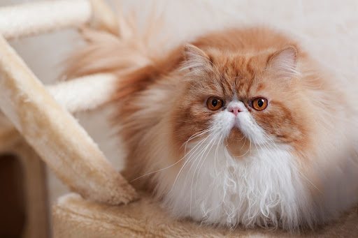 Процедуры и диета для кошек больных поликистозом