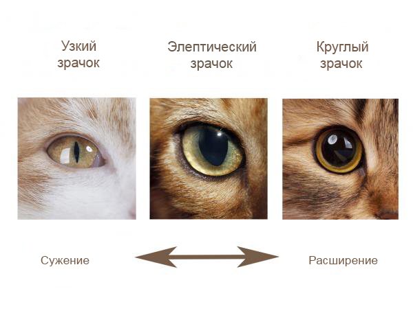 расширение зрачков