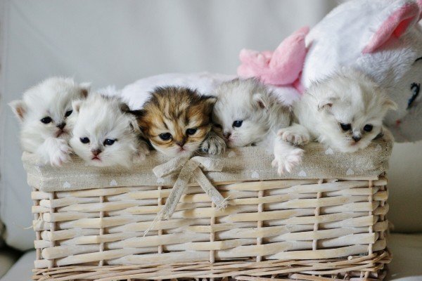Разведение котят