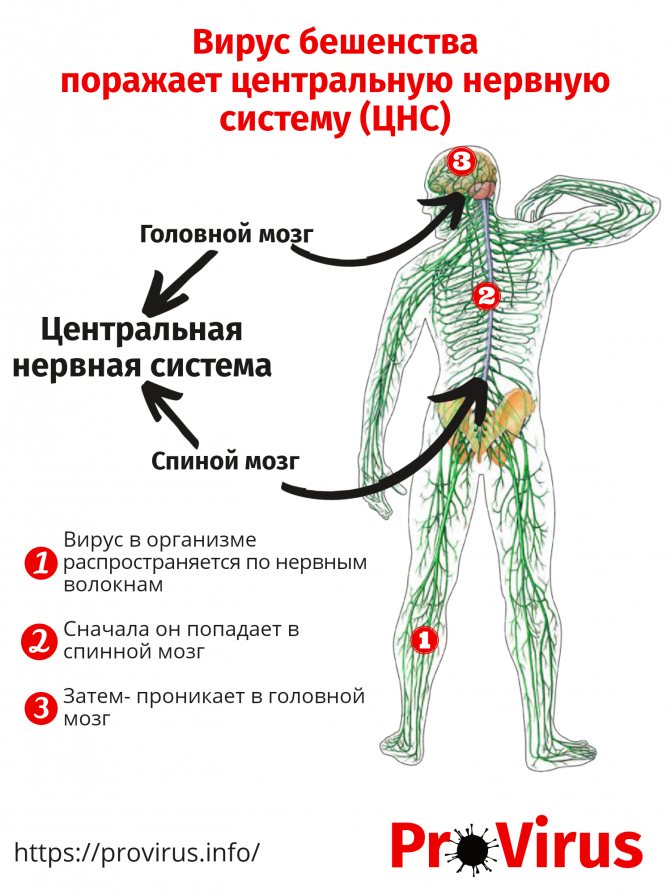 Схема поражения центральной нервной системы вирусом бешенства