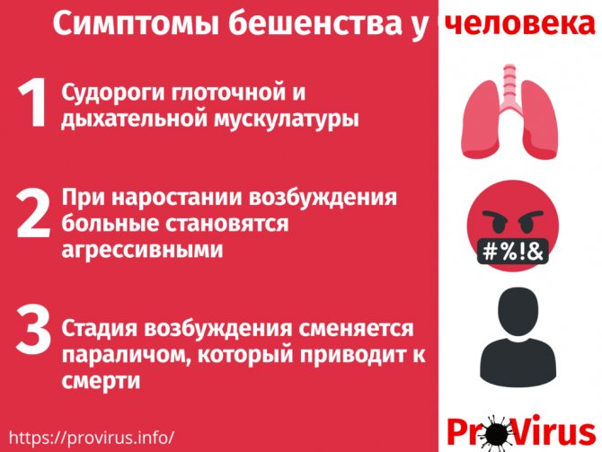 Симптомы бешенства у человека