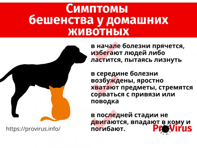 Симптомы бешенства у домашних животных