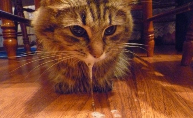 Слюни у кота