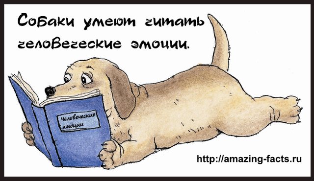 Собаки умеют читать человеческие эмоции