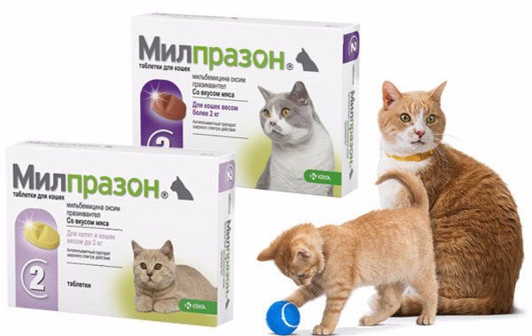 Средство Милпразон защита кошки от глистов
