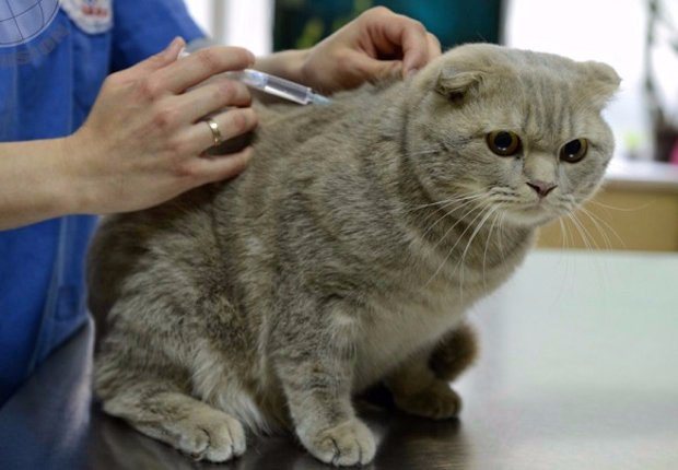 Стерилизация кошки и кастрация кота