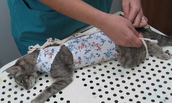 Стерилизация кошки и кастрация кота