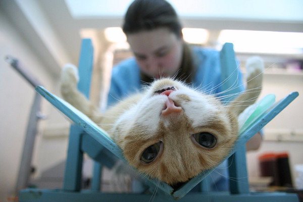 Стерилизация кошки и кастрация кота