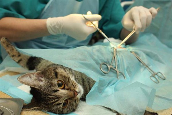 Стерилизация кошки и кастрация кота