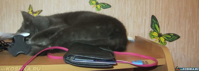 Стерилизованная кошка спит где попало