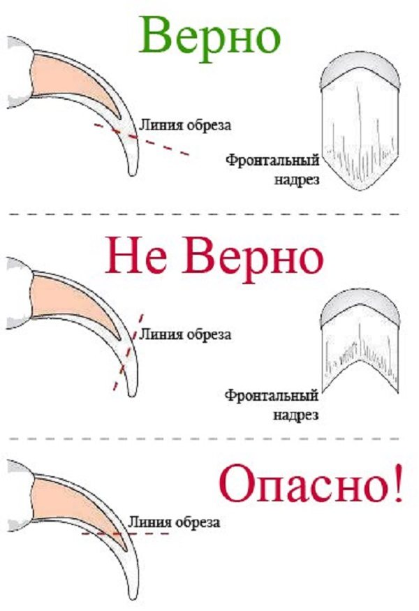 Строение кошачьего когтя