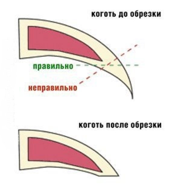 Строение кошачьего когтя