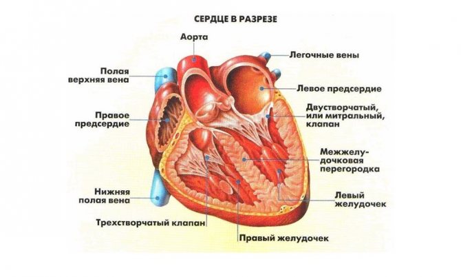 Строение сердца животного
