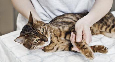 Судороги у кошки