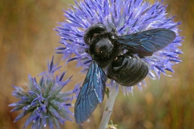 Xylocopa. Сбор пыльцы
